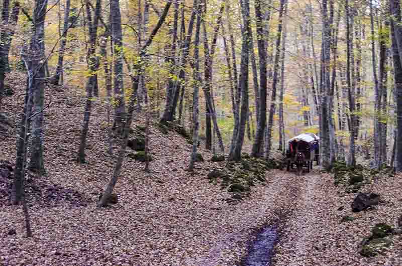 30 - Girona - parque natural de la zona volcanica de la Garrotxa - reserva natural de la fageda d'Jorda